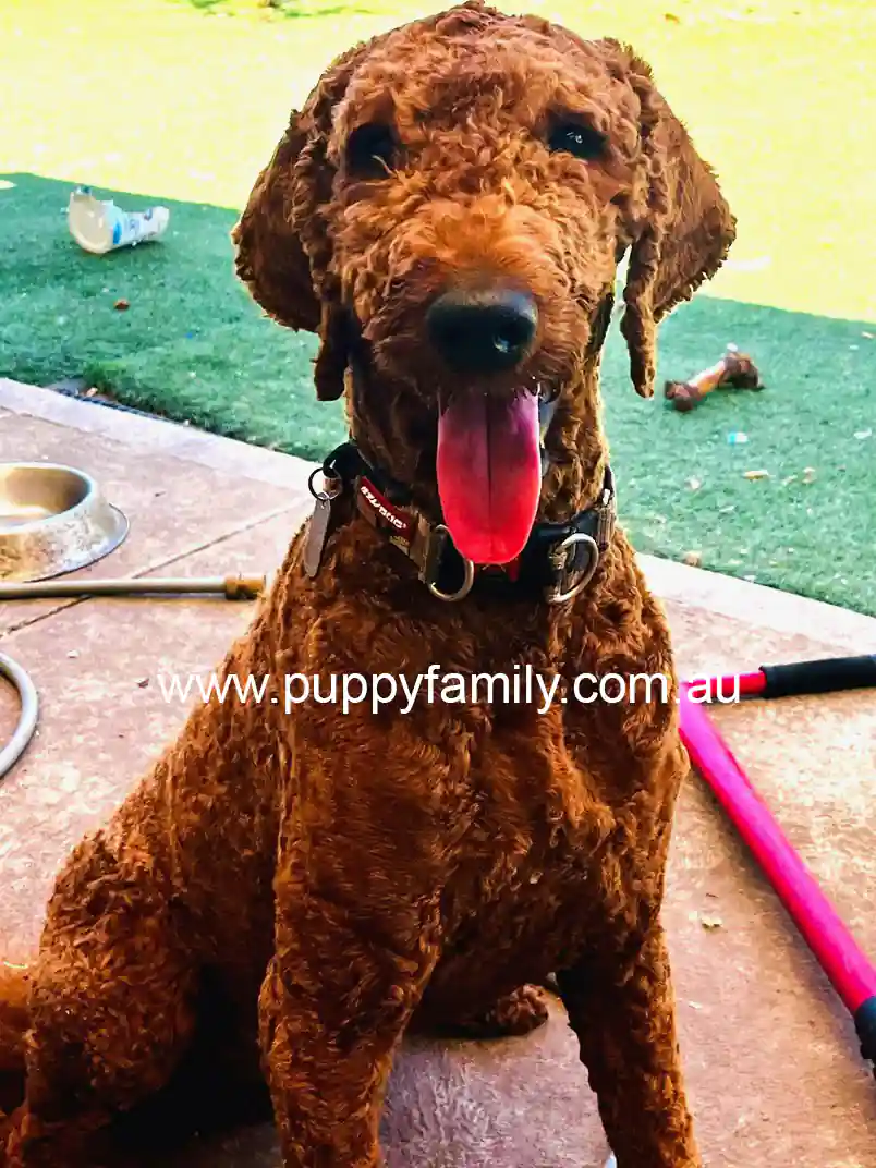 Puppies for sale Sydney