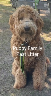 Groodle Puppies Sydney