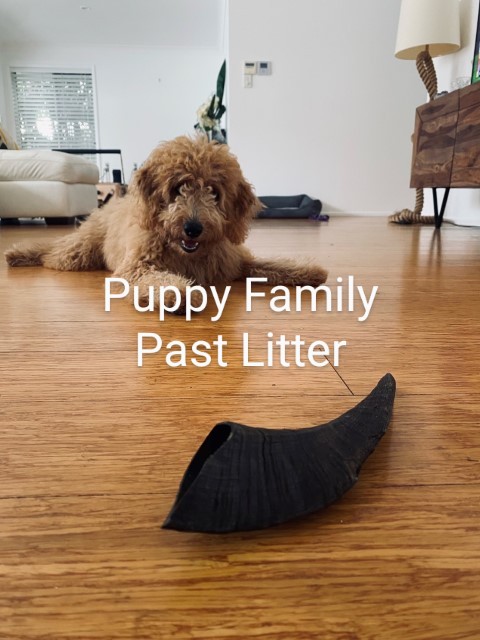 Puppies for sale Sydney