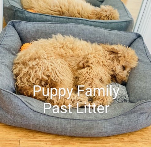 Groodle Puppies Sydney