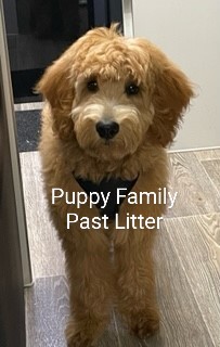 Groodle Puppies Sydney