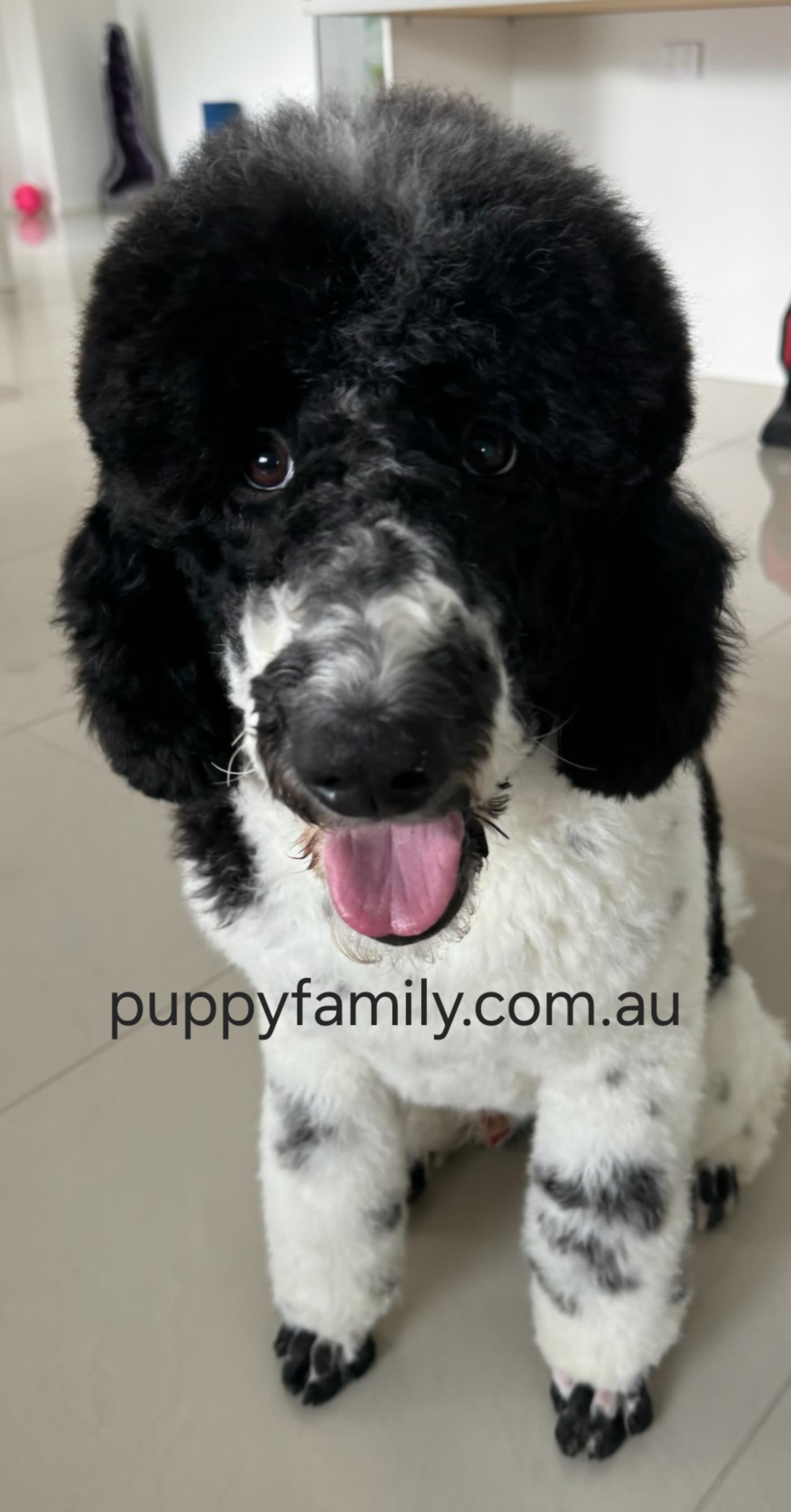 Puppies for sale Sydney