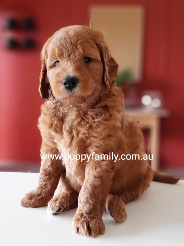 Groodle Puppies Sydney