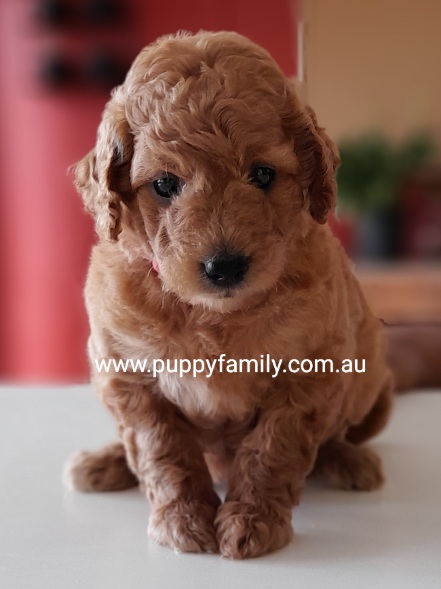 Groodle Puppies Sydney