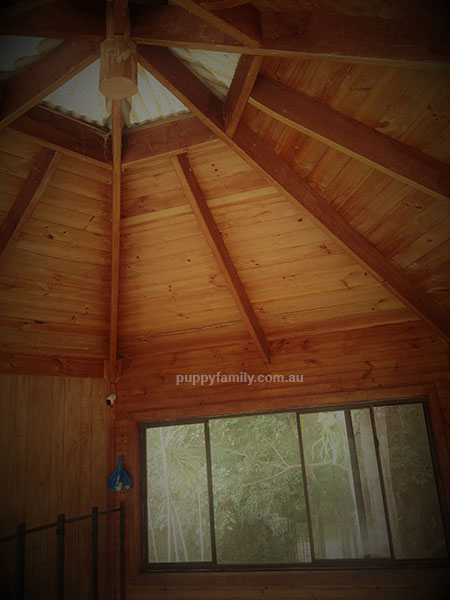 Groodle Puppies Sydney