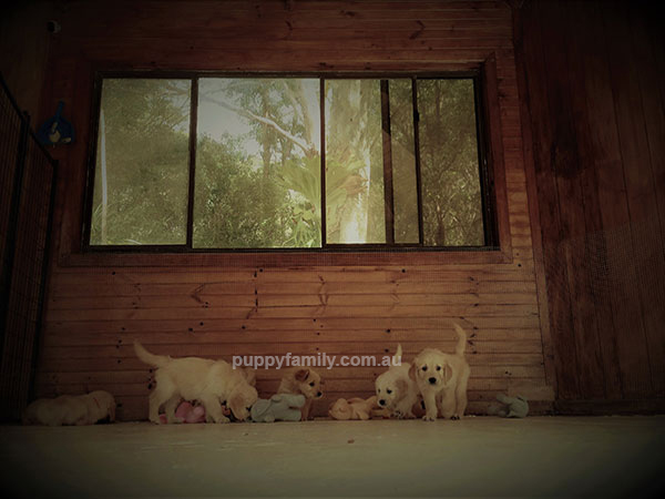 Groodle Breeder Sydney