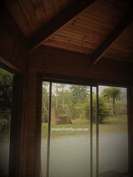 Groodle Breeder Sydney