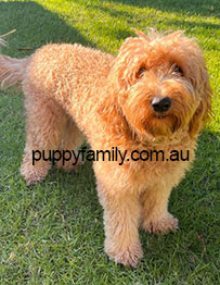 Puppies for sale Sydney