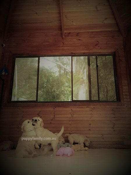 Puppies for sale Sydney