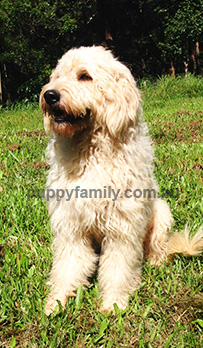 Puppies for sale Sydney