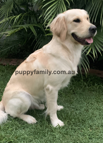 Puppies for sale Sydney