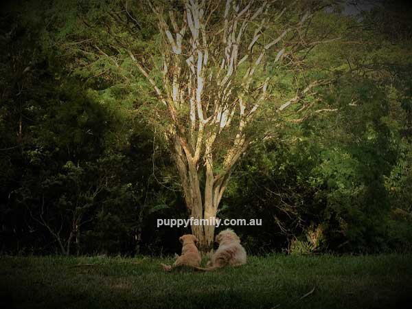 Puppies for sale Sydney