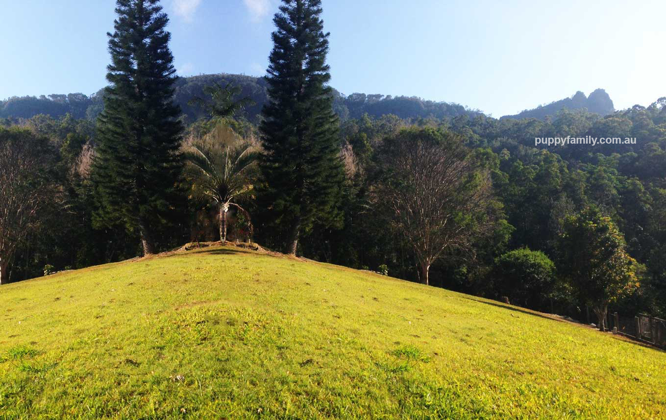 Puppies Sydney For Sale