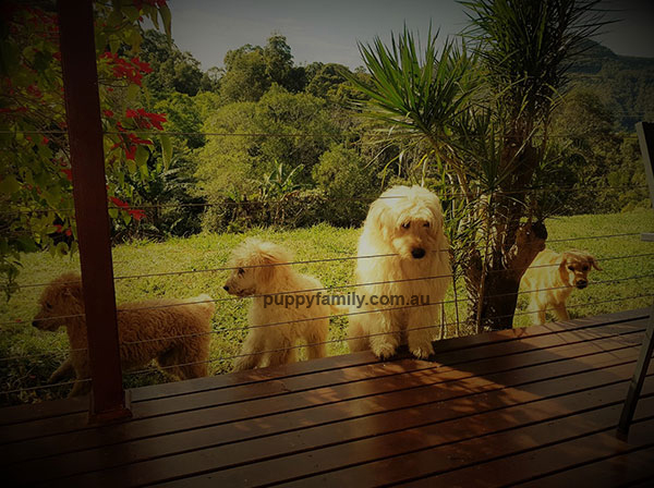 Groodle Puppies Sydney