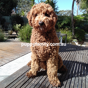 Puppies for sale Sydney